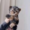 Liebevoller MINI Yorkshire Terrier Steel Blue Welpe