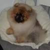 Beautiful Pomeranian Miniature Spitz Puppy Available