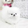 MINI Pomeranian SpitzBoo Welpe