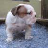 Englischen Bulldogge welpen