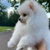 Pomeranian Zwergspitz weiss Welpe