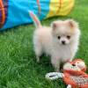Beautiful Pomeranian puppy for sale