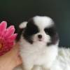 Pomeranian Zwergspitz-Teddy welpe