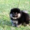 Pomeranian Spitz Schwarzer Babywelpe