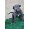 American Pit Bull Terrier