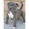 American Pit Bull Terrier