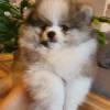 Teddy Face Pomeranian (Zwergspitz) Welpe