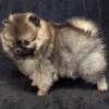 Pomeranian (Zwergspitz) Welpe
