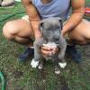 American PitBull Welpe Blueline Welpe