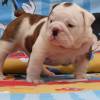Englischen Bulldogge welpen zu verkaufen
