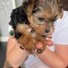 MINI Yorkshire Terrier Steel Blue Welpen