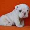 Niedlich Englische Bulldogge welpen