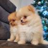 MINI Pomeranian SpitzBoo Welpe