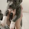 American PitBull Welpe Blueline Welpe