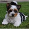 Super Biewer Yorkshire Terrier puppies