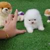 Teacup Pomeranian Spitz puppies For Your Kids