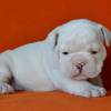 Englische-Bulldoggenwelpen