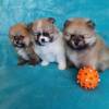 Super Pomeranian Zwergspitz-Teddywelpen