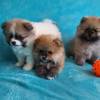 MINI Pomeranian Spitz Welpe