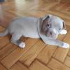 American Pitbull Blueline Welpe abzugeben