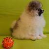 Super Pomeranian Zwergspitz-welpe
