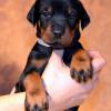 Sch?n Dobermann welpe