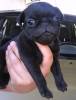 mops welpen